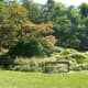 Shrubs and trees in the park