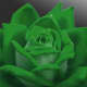 green rose