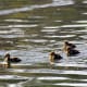 Jumping duckling! Mallard ducklings on their first day out.