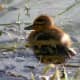 A cute duckling looking back at me.