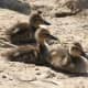 Awww, three mallard ducklings