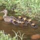 Mom with six ducklings.