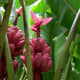 rainbow-of-colors-bananas