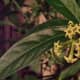 Queen of the Night, Lady of the Night, Night Blooming Jasmine, or Dama de Noche opens at night, with its sweet fragrant.