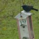 bird-behaviour-at-bird-feeders-lesson-plan-for-elementary-students