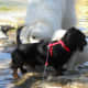 Mckinney Falls State Park Dogs Welcome - Austin TX