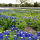 Mckinney Falls State Park Bluebonnets - Austin TX