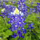 Texas Bluebonnets Mckinney Falls State Park - Austin TX