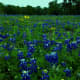 Mckinney Falls State Park State Flower Texas Bluebonnets- Austin TX