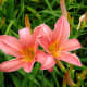 Japanese lily