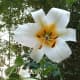 White Regale lily