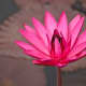 Pink water lily
