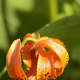 Pale orange Turk's cap lily