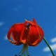 fiery red turk's cap lily