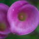 Purple Calla lily