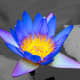 Blue water lily