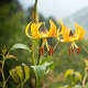 Yellow Turk's cap lily