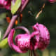 Pink Turk's cap lily