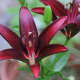maroon Landini lily