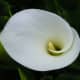 White Calla lily