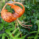 Orange Tiger lily