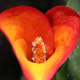 Red Calla Lily