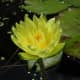 lovely-lily-flowers-of-different-species