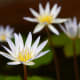 White water lily