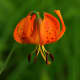 Orange Turk's cap lily