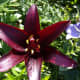 black Landini lily