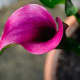 Pink Calla lily