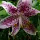 Toad Japanese lily