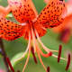 Fiery red Tiger lily