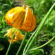 Yellow Tiger lily