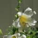 Easter lilies or Christmas lilies