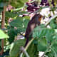 Robin on sunflower