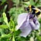 Bee oHibiscus