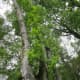 greenways-in-charlotte