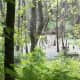 Swamp on the Four Mile Creek Greenway.