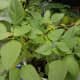 Green amaranth (kalunay)
