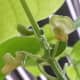 Lima beans (patani)