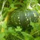 Squash (kalabasa)