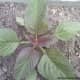 Young kalunay, also known as red spinach. Photo taken in my uncle's yard in 2014.