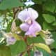Hyacinth bean flower with young pods