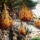 Ripe dates in Taormina (Sicily). Picture by Giovanni Dall'Orto, September 30 2006.