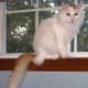 turkish-van-cat-breed
