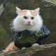 The soft coat of this Turkish Van cat is very apparent in this photograph.