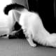 Black and White Turkish Van Cat.