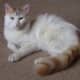 Another beautiful example of the Turkish Van.