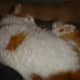 Turkish Van Cats require weekly grooming or their fur can become matted.